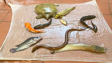 Kem Chanel ra bờ ao kéo bắt cá chép khổng lồ, cua đỏ, baba, cá rô, cá chuối cùng bạn vịt. Part 104.