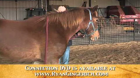 Ryan Gingerich Viewer Question - Pushy Horse