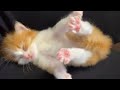 保護〜現在、少しずつ心を開いてくれる子猫の寝顔【子猫成長日記#12】