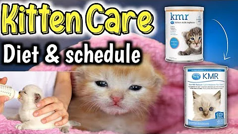 Watch the video about How to care a Kitten | First 2 Months Kitten Diet | Kitten Feeding schedule & Tips | Persian kitten