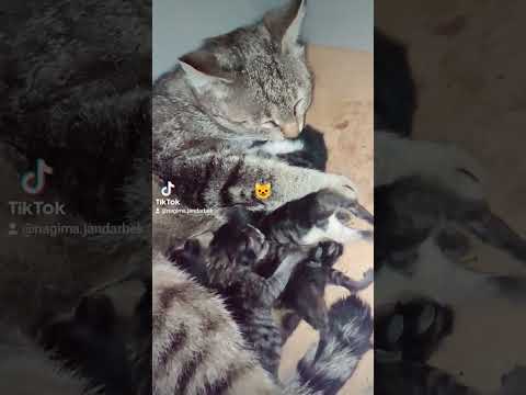 Марғаулар 😺😺😺😺#мысық #кошка