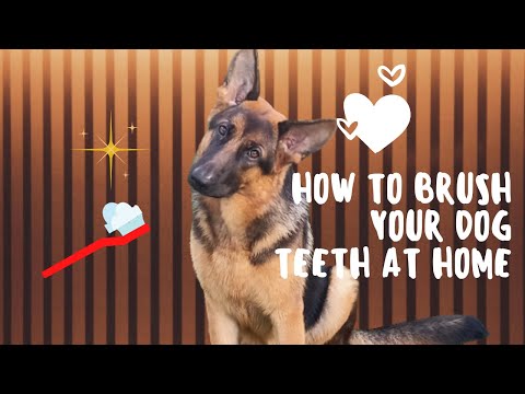 Video: German Shepherd Teeth Cleaning Guide