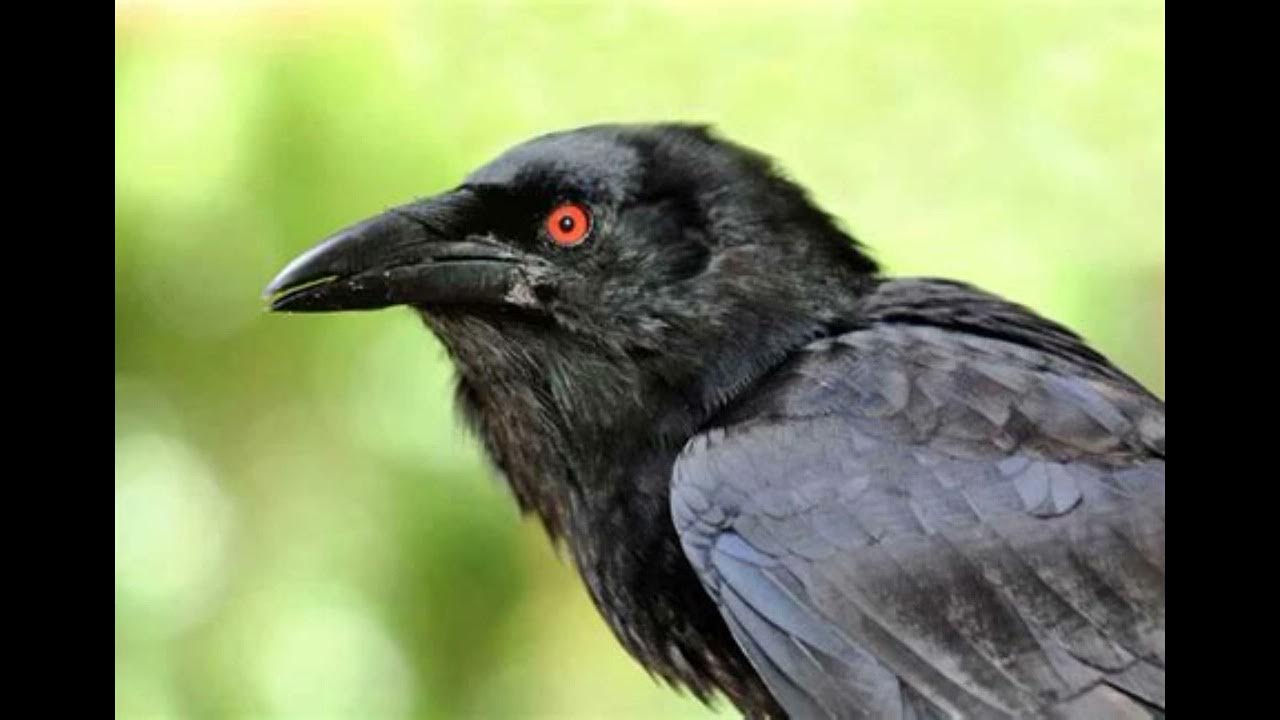 ворона описание. продолжительность жизни вороны. корвус карга. сколько вороны. продолжительность жизни вороны.
