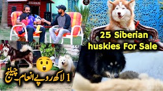 25 Siberian husky dog for sale  Biggest Offer 1 lakh rupy inam