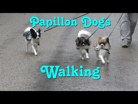 Vidéo: Papillon Go Nuts For