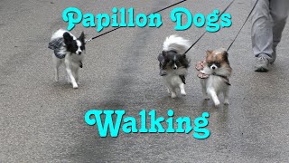 Papillon Dogs Walking!