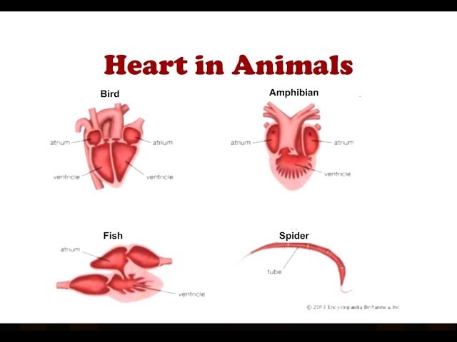 Heart in Animals | Two Chambered and 3 Chambered Heart - YouTube