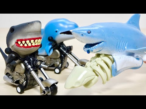 Bones can be removed! Subtle shark products&cute dolphin and shark