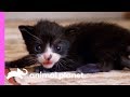 Tiny Tuxedo Cat Oreo Looks For a New Mother | Too Cute!