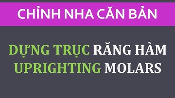 Cung vói Tipback Dựng trục răng hàm, Upright Molars