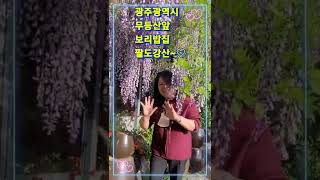 팔도강산 영상