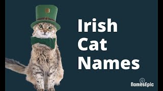 20 Best Irish Cat Names | Traditional Irish Cat Names by NamesEpic 2,240 views 2 years ago 1 minute, 40 seconds