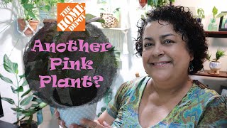 Home Depot Field Trip With Me And Plant Haul 