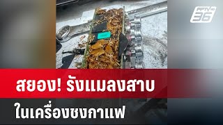 สยอง! รังแมลงสาบในเครื่องชงกาแฟ  | เข้มข่าวค่ำ | 29 เม.ย. 67