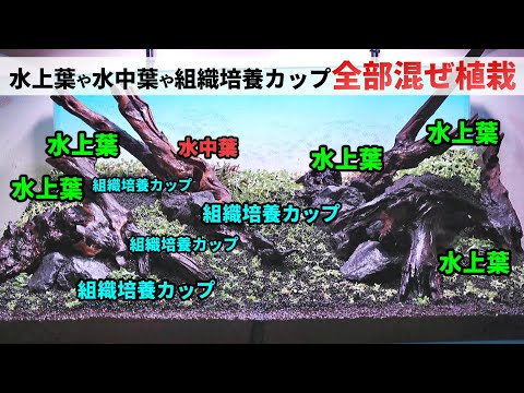 水草植栽】 ニューラージパールグラスやロタラを組織培養カップ、水上