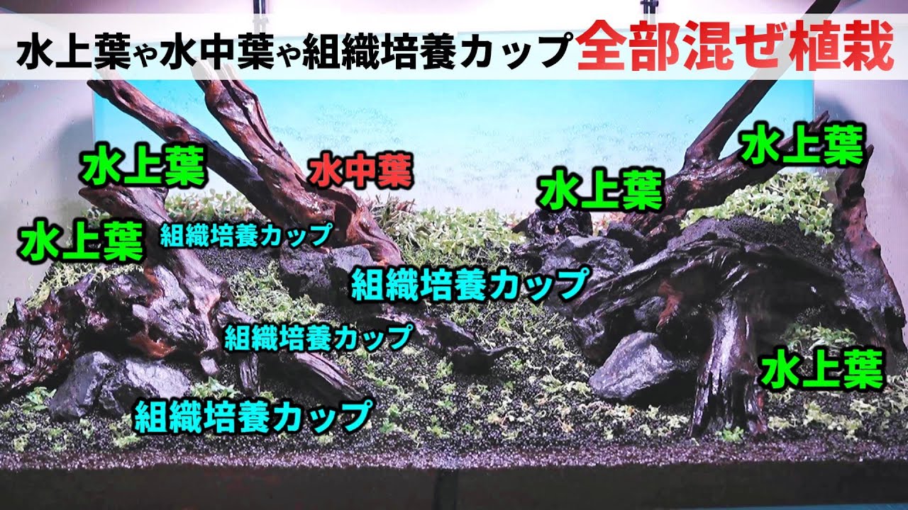 組織培養株】ニューラージパールグラス30個セット | ヤマダウェブコム