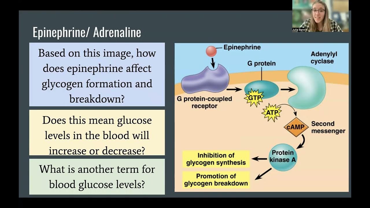 Signal Transduction Pathway Example Analysis Part 2 YouTube