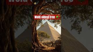 Unbelievable Facts About World's Oldest Trees 🌳 #oldesttrees #ancientlife #bbcearth #facts