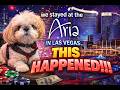 Las Vegas + Service Dog = UNEXPECTED results! 🐕🦺✨
