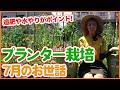 家庭菜園やガーデニングおすすめ７月プランター栽培！夏野菜を成功させる追肥と水やりのコツを徹底解説！【農家直伝】/Tips for planter cultivation in July !