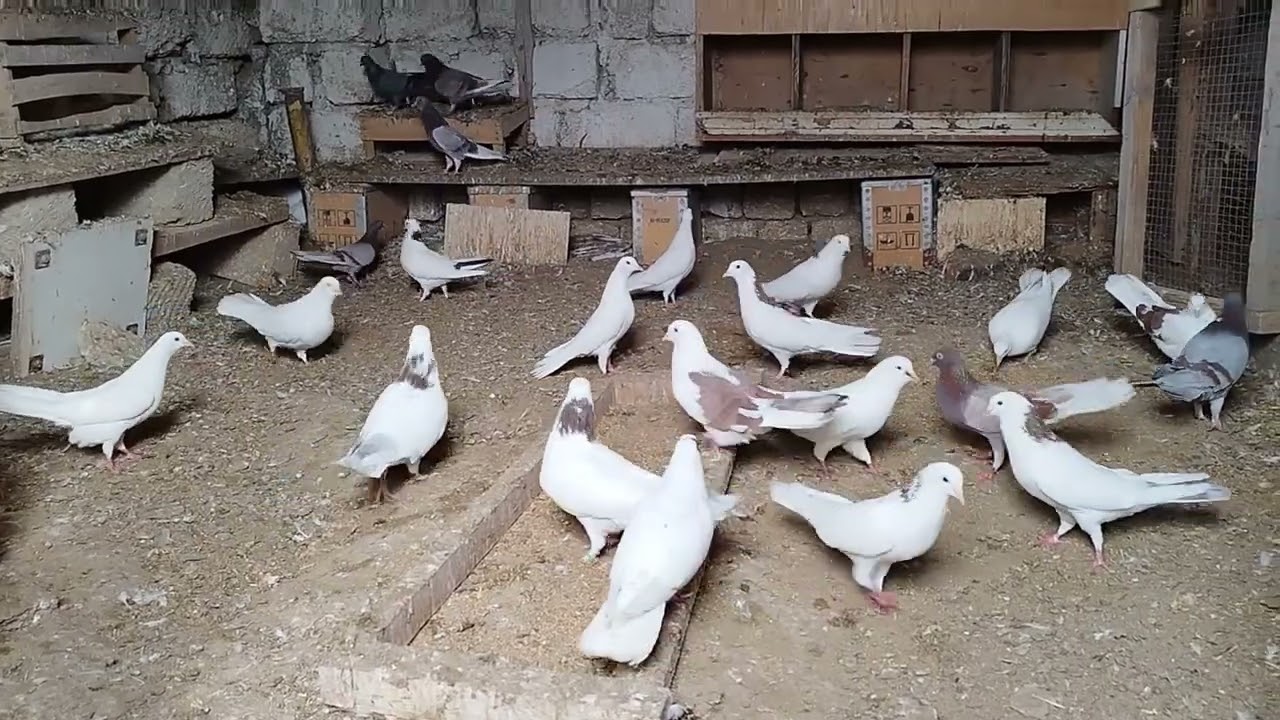 Türkanlı Bəhruz kişinin Quwları