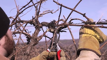 How to Prune Grape Vines: Top Wire Cordon