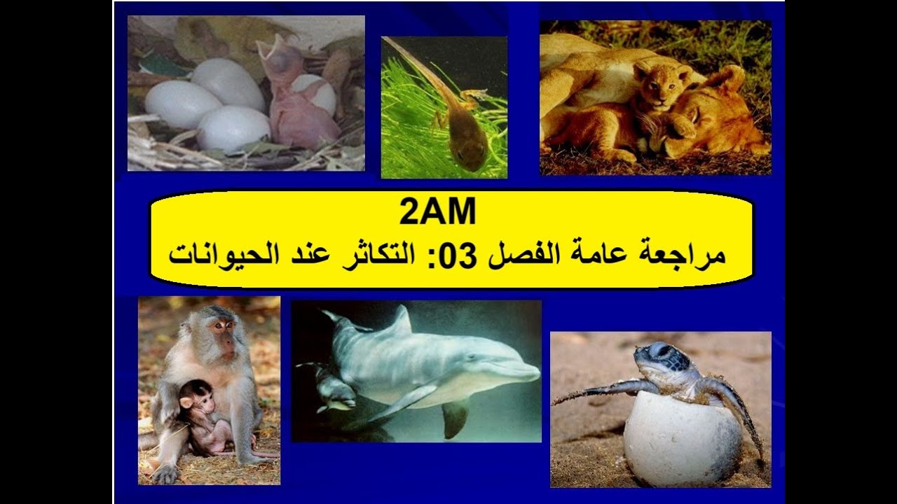أقوى مراجعة الفصل الثالث التكاثر عند الحيوانات مع نمط الأسئلة الثانية متوسط