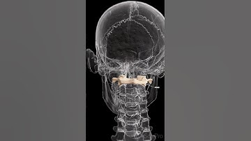 🦴 Meet the Atlas: The First Vertebra of Your Spine 🦴  #anatomy