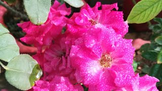 Fertilizer to get More Blooms on Roses in Summers