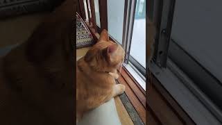 9月4日の朝もいつもの場所から眺めてる猫 #猫のいる暮らし #猫好きさんと繋がりたい #cat #ネコ #ねこ