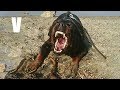 Este es uno de los mejores Perros Policia - Rottweiler