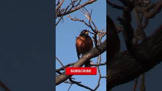 Download Lagu Birds Calling - Natures' Benefits #bird MP3 Download Lagu Birds Calling - Natures' Benefits #bird MP3