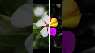 WAIT FOR RESULTS  #youtubeshorts  #shortvideo  #shorts #photoediting  #viral  #flowers