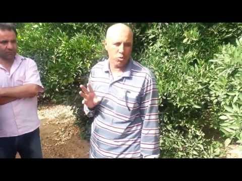 م حسن الفضالي برنامج التسميد وعلاج الأملاح لأشجار الموالح من جيزة تك