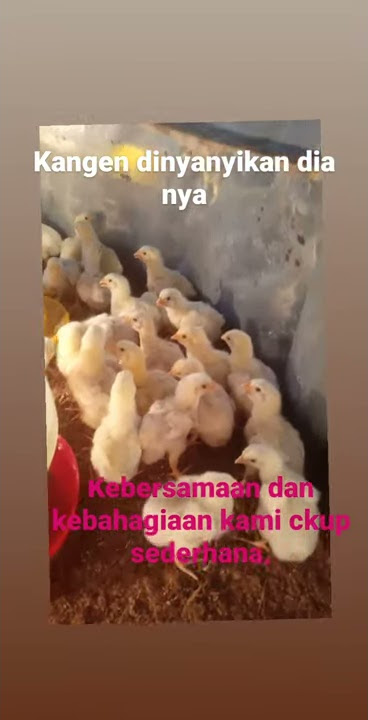 Nyanyian ayam potong probiotik