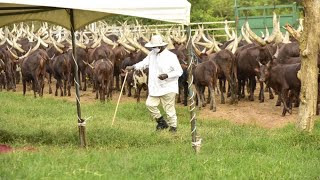 MUSEVENI- I WANT SERIOUS YOUTH TO JOIN ME IN CREATING A MULTI MILLION DOLLAR LIVESTOCK INDUSTRY.