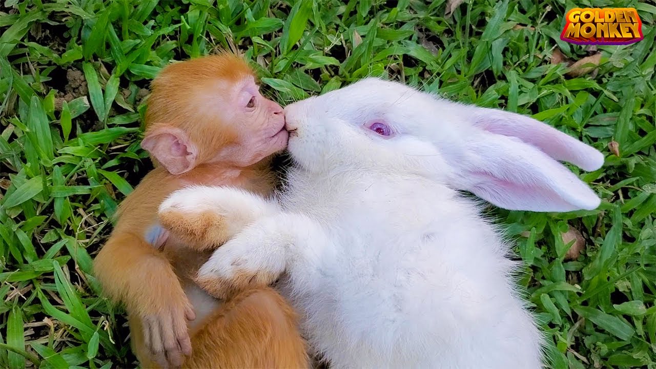 Baby Monkeys Go Gardening With Dad And Play With Baby Rabbits In The baby-monkeys-go-gardening-with-dad-and-play-with-baby-rabbits-in-the