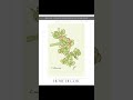 Jade Plant — Good Luck in Green