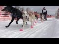 2016 wolftrack classic sled dog race