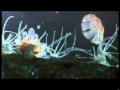 cycle de vie d'une méduse