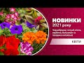 Новинки 2021 року: чорнобривці, петунії, віола, вербена, бальзамін та гвоздика китайська