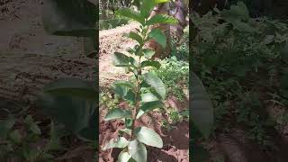 our Gauva plantmadhya pradesh variety  organic farming permaculture