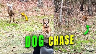 Deer in Rut Chased a Dog All the Way to a House