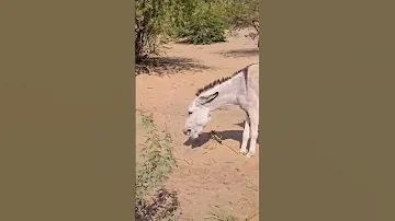 Donkey Mating Interaction Animals Mating 