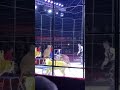 Boy laughs as slave tiger kills slave lion inside circus cage