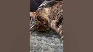 The snorer is restarting, please stand by #cat #foster #fallasleep #snore
