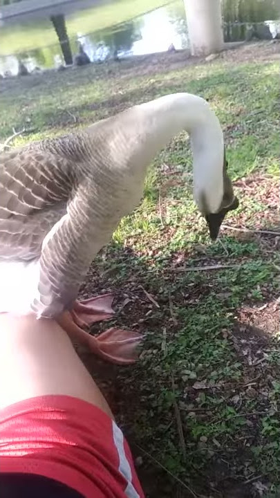 Goose Masseuse(2)