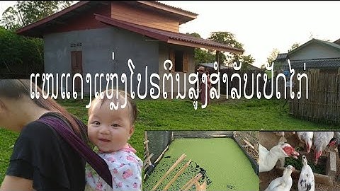 Leejtwg xav tau zaub pub qaib thiab os ces tuaj nqa yub mus cog nawb.