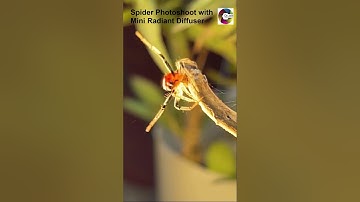 Spider Photoshoot with Mini Radiant Diffuser #shorts