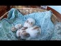 11-Day-Old Holland Lop Babies and a Tiny Peanut Bunny